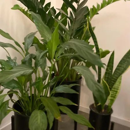 Homesweethome#speyer Apartamento