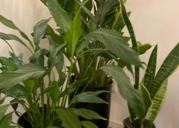 Homesweethome#speyer דירה